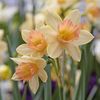 Narcissus blushing lady