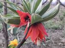 Fritillaria rubra