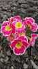 primula hybr.