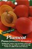 Plumcot-Prunus