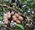 Tamarind