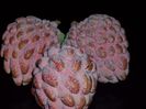 annona squamosa