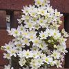 clematis-early-sensation-