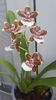 colmanara "jungle monarch"