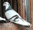 Licurici se-ntoarce