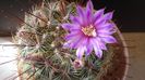 Mammillaria grahamii