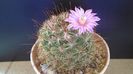 Mammillaria grahamii