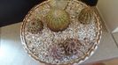 Grup de 4 Echinocereus viridiflorus