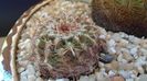 Echinocereus viridiflorus