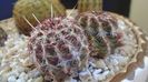 Echinocereus viridiflorus bicefal