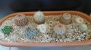 Grup de 7 Echinocereus