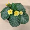 Episcia My Precious