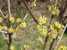 cornus mas