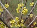 cornus mas