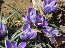 crocus Pickwick