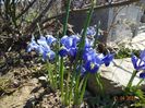 iris reticulata Alida