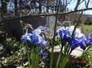 iris reticulata Alida