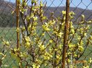 forsythia Lemon Supreme