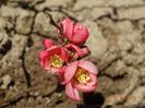 chaenomeles Pink Trail