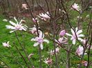 magnolia stellata Rosea