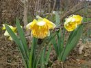 narcise Apricot Whirl