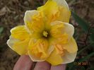 narcise Apricot Whirl