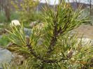 pinus mugo Sunshine