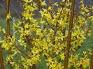 forsythia Lemon Supreme