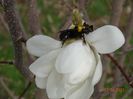 magnolia kobus