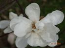 magnolia kobus