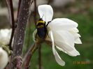 magnolia kobus