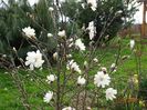 magnolia stellata