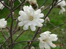 magnolia stellata