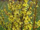 forsythia Lemon Supreme
