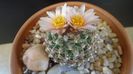 Pediocactus knowltonii