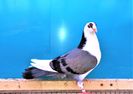 12245  mascul  2021_1
