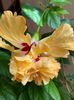 IMG-20210421-WA0001
