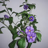 solanum rantoneti albastru