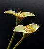 Euphorbia sp. nova lawantii