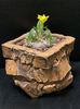 Kenneth Chung - Pachypodium brevicaule