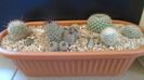 Grup de 5 Mammillaria
