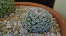 Mammillaria albata v. sanciro