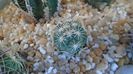 Coryphantha kracikii
