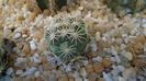 Coryphantha kracikii