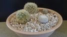 Grup de 4 Mammillaria
