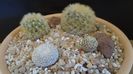Grup de 4 Mammillaria