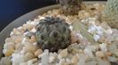Sulcorebutia rauschii (Rebutia canigueralii)