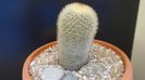 Mammillaria pilcayensis v. chrysodactyla