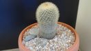 Mammillaria pilcayensis v. chrysodactyla