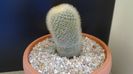 Mammillaria pilcayensis v. chrysodactyla